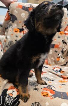 Freya -  Australian Shepherd and Mixed Breed Dog for Adoption in Murphysboro, Illinois - Freya | PetCurious