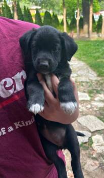 German Shepherd Dog and Siberian Husky Dogs Available for Adoption in Merrillville, Indiana - Miley | PetCurious