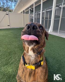 Rescue Plott Hound and Boxer Dogs for Adoption - Fig | PetCurious