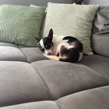 Coco -  Jack Russell Terrier and Chihuahua Dog for Adoption in Fort Lauderdale, Florida - Coco | PetCurious