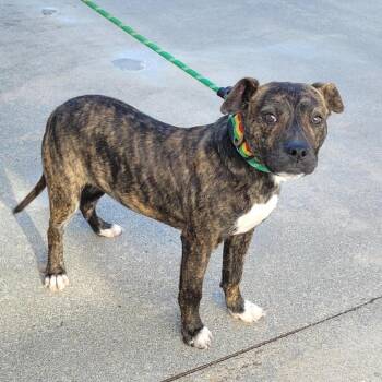 Pit Bull Terrier Dogs Available for Adoption - Stuart | PetCurious