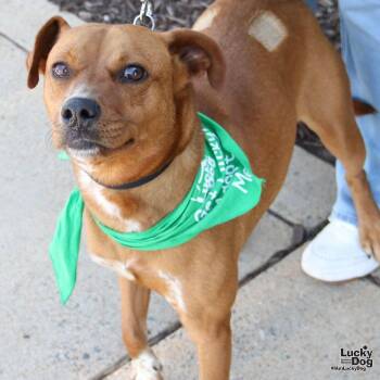 Labrador Retriever Dogs Available for Adoption in Washington, District Of Columbia - Zip | PetCurious
