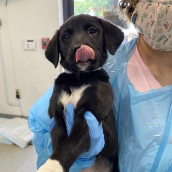 Baby Spice -  Black Labrador Retriever Dog for Adoption in Nashville, Tennessee - Baby Spice | PetCurious