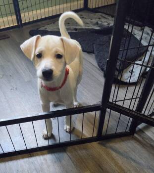 Mickey -  Terrier Dog for Adoption in Plainfield, Illinois - Mickey | PetCurious