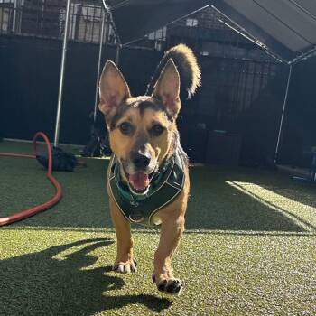 Maximus -  Cardigan Welsh Corgi and German Shepherd Dog Dog for Adoption in Wantagh, New York - Maximus | PetCurious