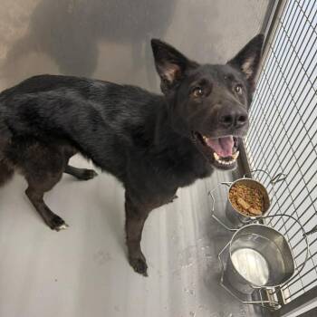 German Shepherd Dog Dogs Available for Adoption in Fairfax Station, Virginia - Zelda | PetCurious