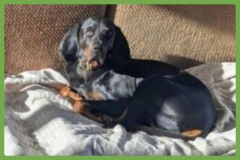 Black And Tan Coonhound and Coonhound Dogs Available for Adoption in Amherst, Massachusetts - Koa | PetCurious