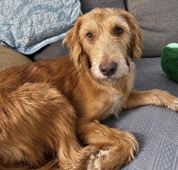 Molly -  Mixed Breed Dog for Adoption in Maineville, Ohio - Molly | PetCurious