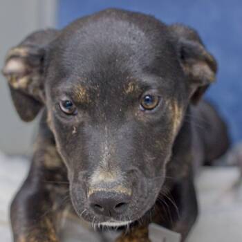 Rescue Shepherd and Labrador Retriever Dogs for Adoption in South Elgin, Illinois - Pierogi | PetCurious