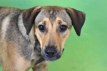 Labrador Retriever and Mixed Breed Dogs Available for Adoption in Fort Lauderdale, Florida - ELEANOR | PetCurious