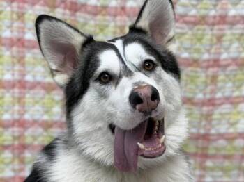 Alaskan Malamute and Mixed Breed Dogs Available for Adoption in Portland, Oregon - Chief | PetCurious