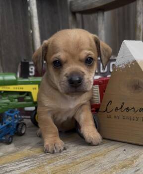 Ouray -  Chihuahua and Mixed Breed Dog for Adoption in Severance, Colorado - Ouray | PetCurious