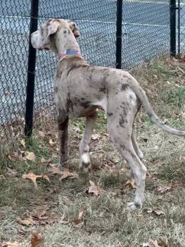 Great Dane Dogs Available for Adoption in Lindenhurst, New York - Dexter | PetCurious