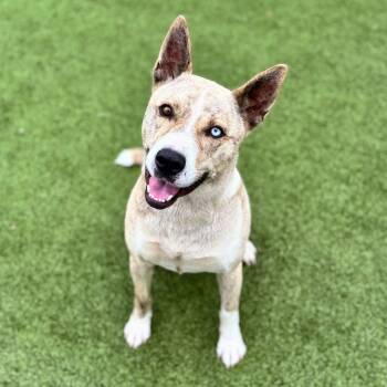 Hades -  Husky Dog for Adoption in Nashville, Indiana - Hades | PetCurious