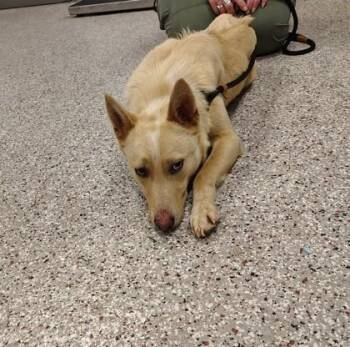 German Shepherd Dog and Cattle Dog Dogs Available for Adoption in Gastonia, North Carolina - Ashley | PetCurious