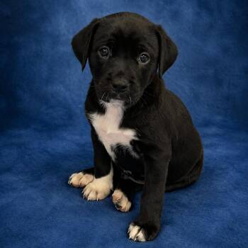 Labrador Retriever and Hound Dogs Available for Adoption in Heber Springs, Arkansas - Clover | PetCurious