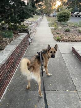 Bodhi -  German Shepherd Dog Dog for Adoption in Denver, Colorado - Bodhi | PetCurious