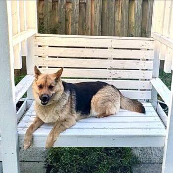 Nala -  Shepherd and Mixed Breed Dog for Adoption in Hawkestone, Ontario - Nala | PetCurious