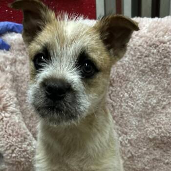 Australian Cattle Dog Blue Heeler and Mixed Breed Dogs Available for Adoption - SHAMROCK | PetCurious