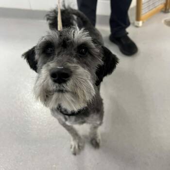 Mixed Breed Dogs Available for Adoption in Hampton Bays, New York - Gucci | PetCurious