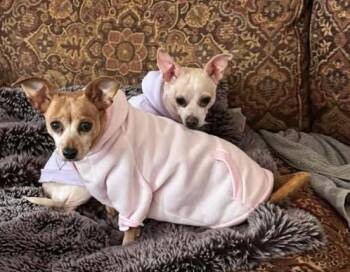 Chihuahua Dogs Available for Adoption in Dale City, Virginia - Half-Pint | PetCurious