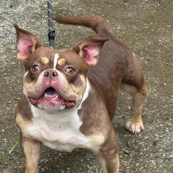 Fondue -  Bulldog and French Bulldog Dog for Adoption in Meherrin, Virginia - Fondue | PetCurious