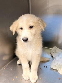 Toby (fat Boy) -  Shepherd Dog for Adoption in Mobile, Alabama - Toby (fat Boy) | PetCurious
