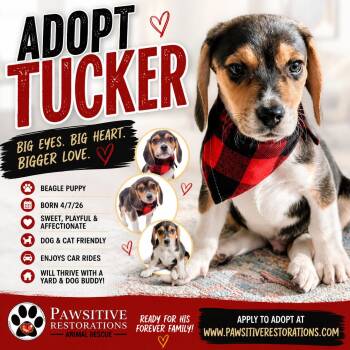 TUCKER -  Beagle Dog for Adoption in Foxfield, Colorado - TUCKER | PetCurious