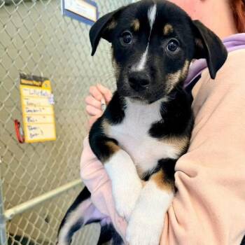 German Shepherd Dog and American Staffordshire Terrier Dogs Available for Adoption - Mel | PetCurious