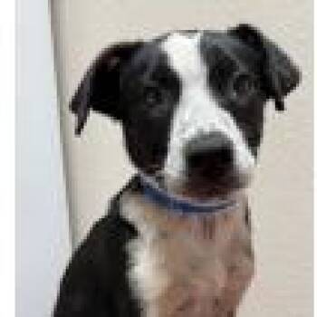 Wade -  Australian Cattle Dog Blue Heeler Dog for Adoption in West Des Moines, Iowa - Wade | PetCurious