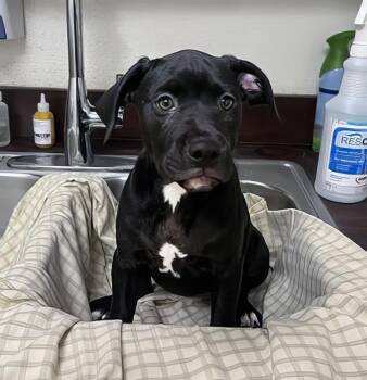 Rescue Mixed Breed Dogs for Adoption in Nashville, Tennessee - Jiji | PetCurious