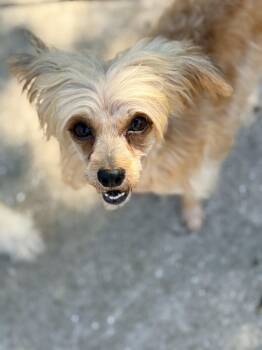 Rescue Chinese Crested Dog and Yorkshire Terrier Dogs for Adoption in Houston, Texas - Felicity | PetCurious