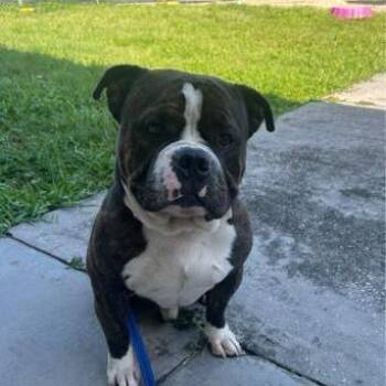 Freddie -  Mixed Breed Dog for Adoption in West Palm Beach, Florida - Freddie | PetCurious