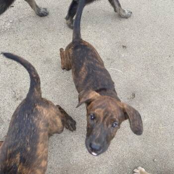 Bones -  Catahoula Leopard Dog and Terrier Dog for Adoption in Escondido, California - Bones | PetCurious