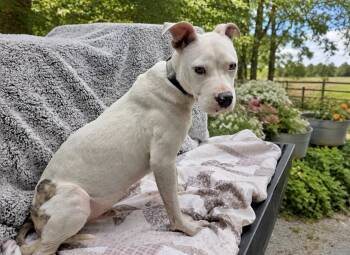 Beckett - Foster or Foster to adopt needed -  Mixed Breed Dog for Adoption in Huntingtown, Maryland - Beckett - Foster Or Foster To Adopt Needed | PetCurious