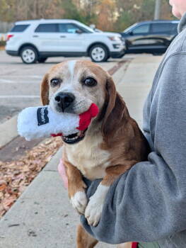 Rescue Beagle Dogs for Adoption in Chesterfield, Virginia - Mozzarella Stick | PetCurious