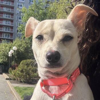 Chiweenie Dogs Available for Adoption - Cashew | PetCurious