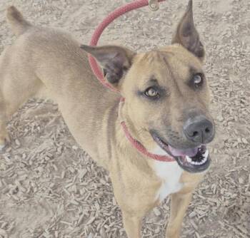 Rescue Pit Bull Terrier Dogs for Adoption in Albuquerque, New Mexico - MELINDA | PetCurious