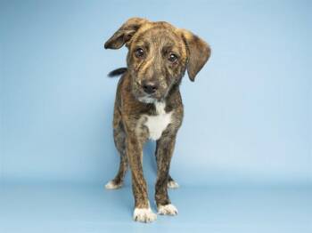 BIGGIE -  Pit Bull Terrier Dog for Adoption in Phoenix, Arizona - BIGGIE | PetCurious