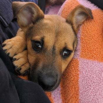 Rosa -  Chihuahua Dog for Adoption in Clarksville, Tennessee - Rosa | PetCurious