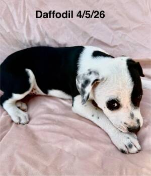 Daffodil -  Staffordshire Bull Terrier and Shepherd Dog for Adoption in Thornton, Colorado - Daffodil | PetCurious