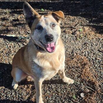 Rescue Cattle Dog Dogs for Adoption in Port Townsend, Washington - Snoopy | PetCurious