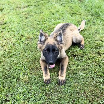 Dutton -  German Shepherd Dog and Belgian Shepherd Malinois Dog for Adoption in Douglas, Georgia - Dutton | PetCurious
