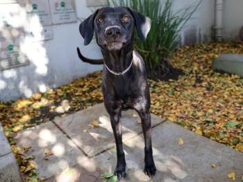 Plott Hound and Mixed Breed Dogs Available for Adoption - LADY TRIXIE | PetCurious