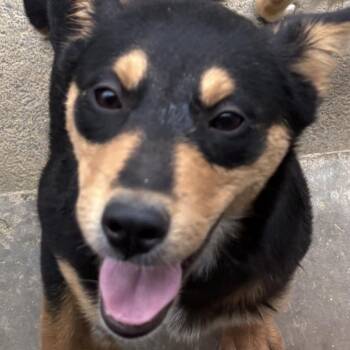 Rory -  Beagle Dog for Adoption in Chuckey, Tennessee - Rory | PetCurious