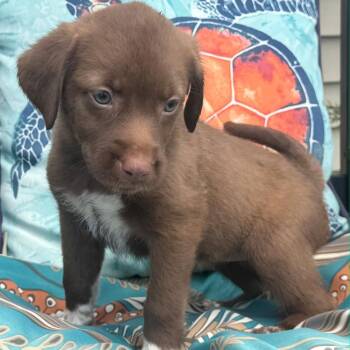 Mixed Breed Dogs Available for Adoption in Myrtle Beach, South Carolina - Cinnamon | PetCurious