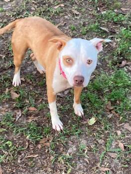 Rescue American Bulldog Dogs for Adoption in Troy, Alabama - Pritsie (In Foster Home) | PetCurious