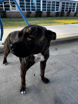 Rescue Bull Terrier Dogs for Adoption in Dallas, Texas - TIGER | PetCurious