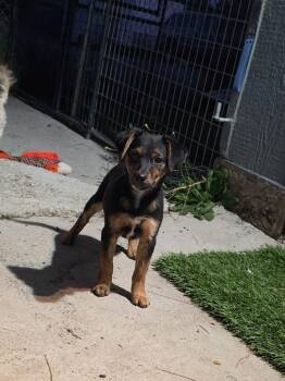 Daphne -  Australian Cattle Dog Blue Heeler Dog for Adoption in Santa Rosa, California - Daphne | PetCurious