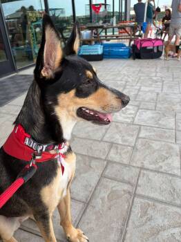 Raven -  Australian Kelpie Dog for Adoption in Lockhart, Texas - Raven | PetCurious